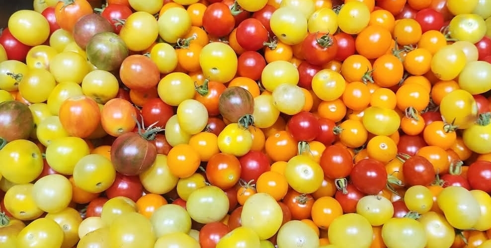 Fresh tomatoes in a harvest setting