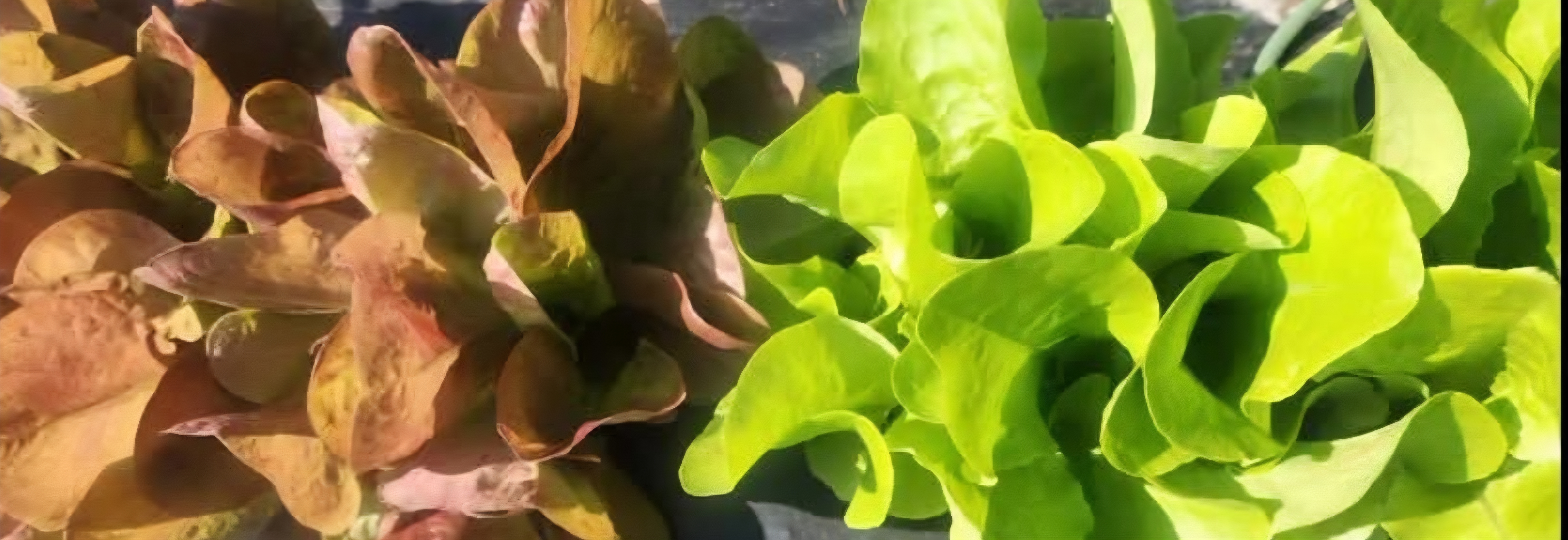 Leafy greens ready for harvest