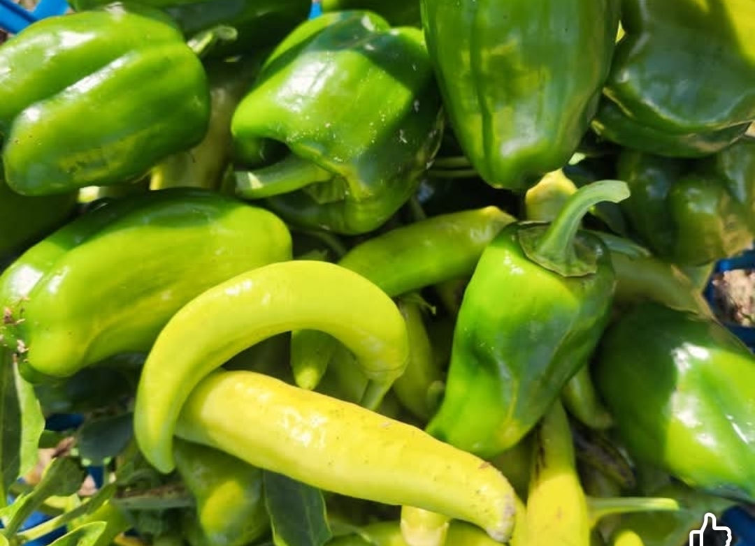 Peppers harvested from the garden